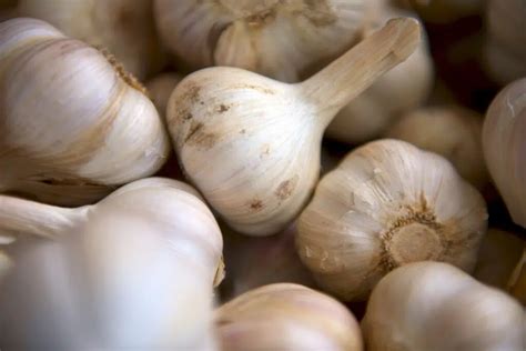 Is raw garlic hard to eat?