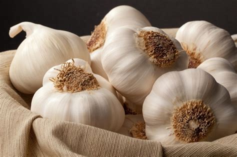 Is raw garlic stronger than antibiotics?