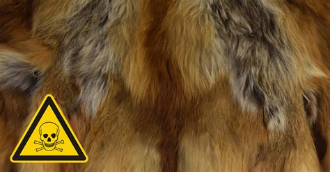 Is real fur toxic?