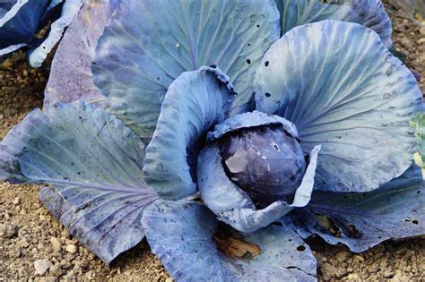 Is red cabbage hybrid?
