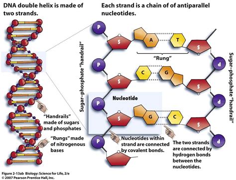 Is revenge in our DNA?