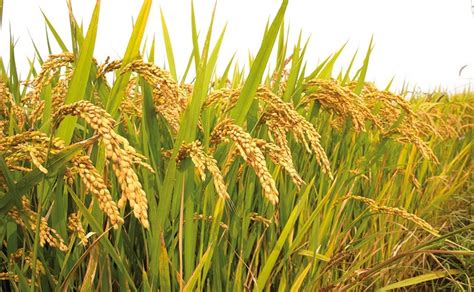 Is rice a cereal crop?
