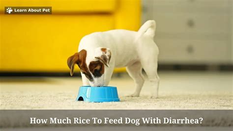 Is rice good for dogs diarrhea?