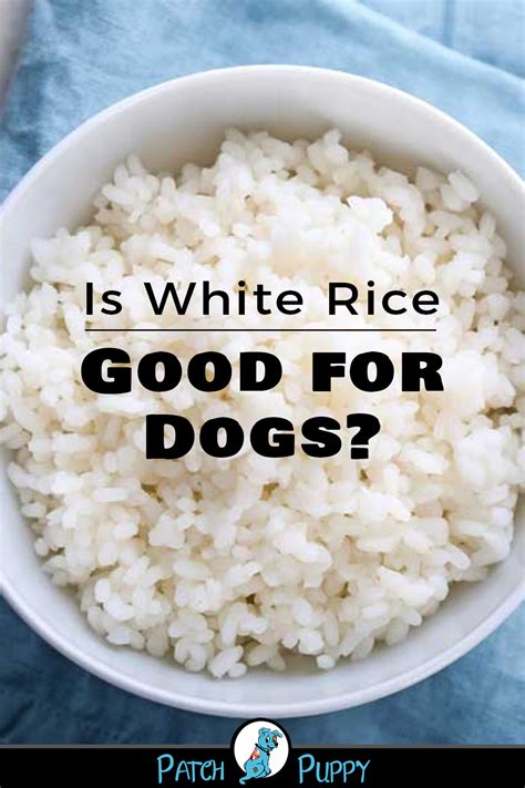 Is rice good for dogs everyday?