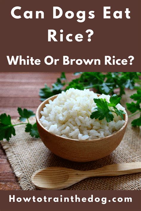 Is rice good for my dog?