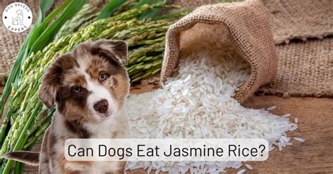 Is rice inflammatory for dogs?