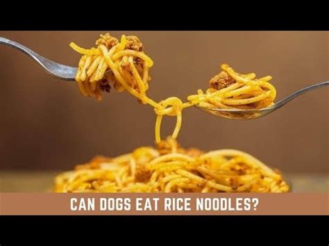 Is rice or pasta better for dogs?