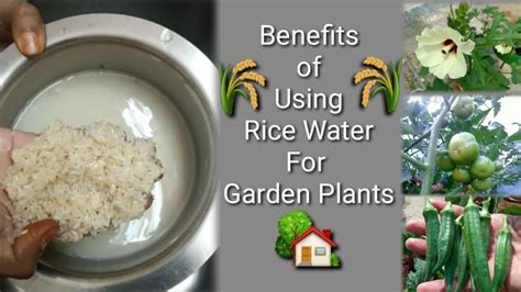 Is rice water good for plants?
