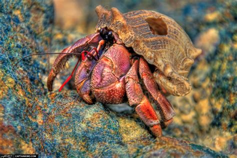 Is rocks safe for hermit crabs?