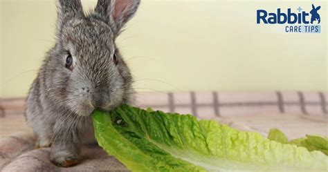 Is romaine lettuce toxic to rabbits?