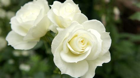 Is rose a white flower?