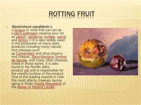 Is rotting cheese a chemical change?