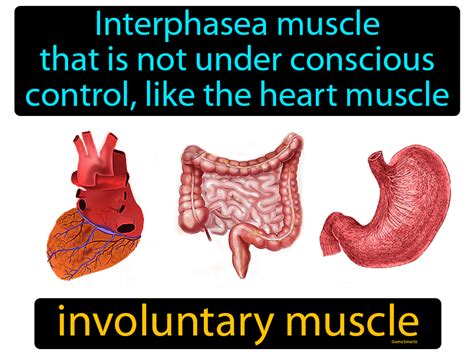 Is rough muscle voluntary or involuntary?