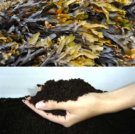 Is seaweed fertilizer acidic or alkaline?