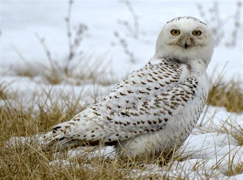 Is seeing a white owl rare?