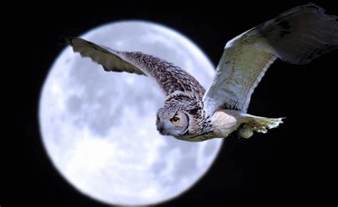 Is seeing an owl at night a good or bad omen?