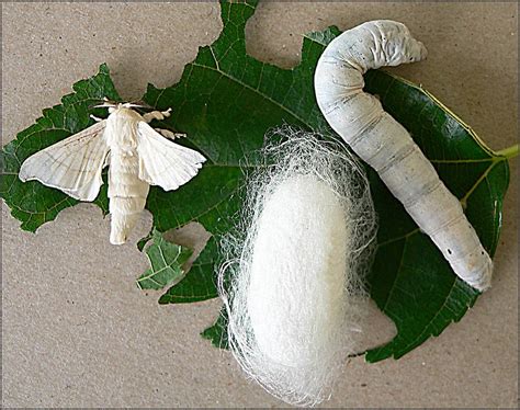 Is silk moth a cocoon?