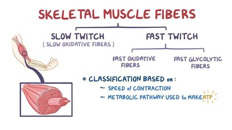 Is smooth muscle fast or slow?