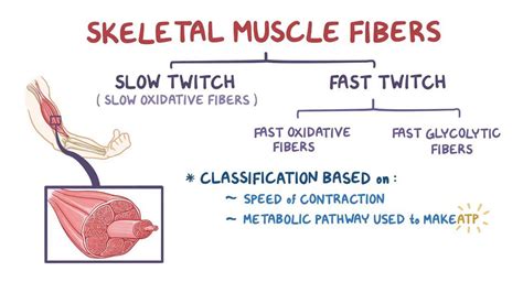 Is smooth muscle fast twitch?
