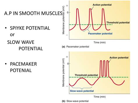 Is smooth muscle slow?
