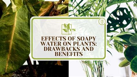 Is soapy water toxic to plants?