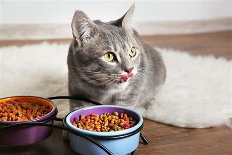 Is soft or hard food better for kittens?