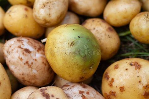 Is solanine in potatoes poisonous?