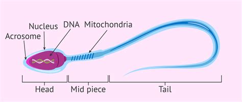 Is sperm a daughter cell?