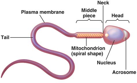 Is sperm a single cell?