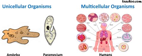 Is sperm single cell or multicellular?