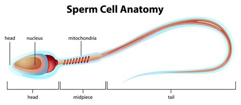 Is sperm the longest cell?