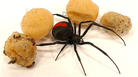 Is spider egg poisonous?