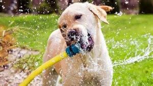 Is spraying a dog with water abuse?