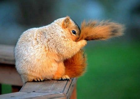 Is squirrel a shy animal?