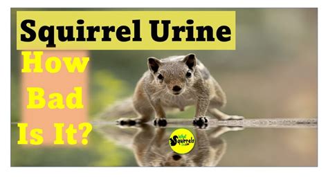 Is squirrel urine toxic to dogs?