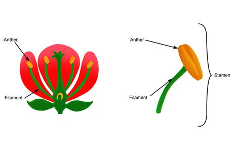 Is stamen male or female?