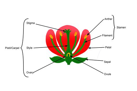 Is stigma male or female?