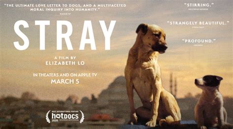 Is strays sad film?