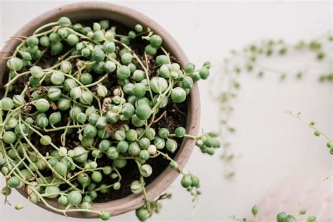 Is string of pearls bad for dogs?