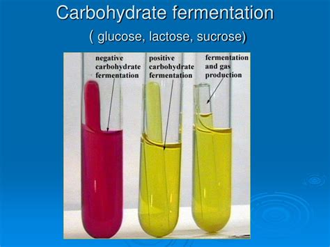 Is sucrose or glucose better for fermentation?