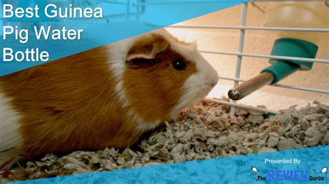 Is sugar water good for guinea pigs?