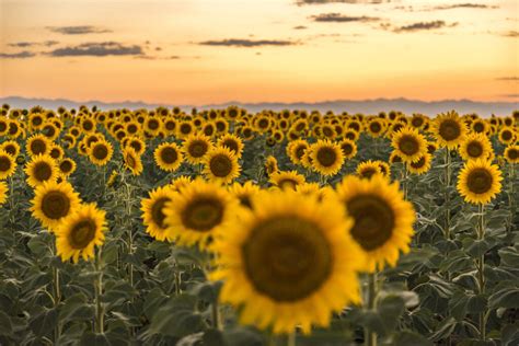 Is sunflower oil Comedogenic?