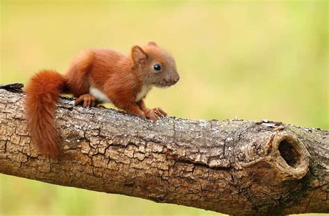 Is sunlight good for baby squirrel?