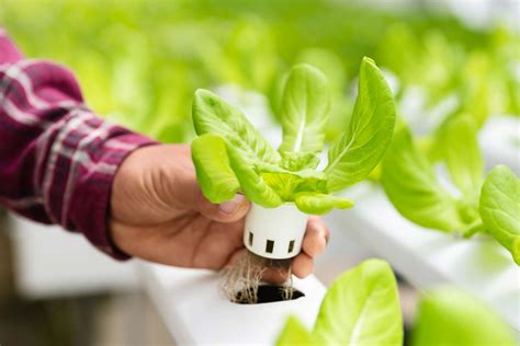 Is sunlight required for hydroponics?