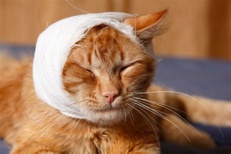 Is surgery traumatic for cats?