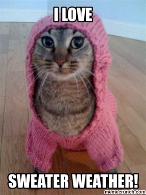 Is sweater weather safe for cats?