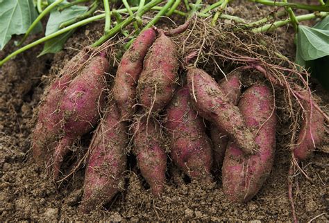 Is sweet potato a deep rooted crop?