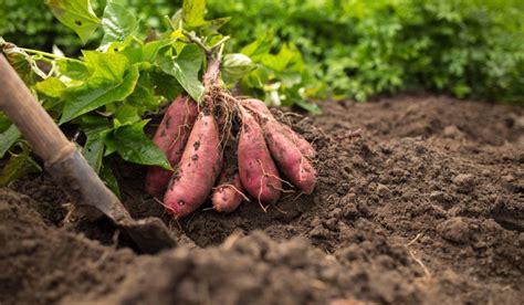 Is sweet potato a good cover crop?