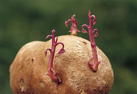 Is sweet potato asexual reproduction?