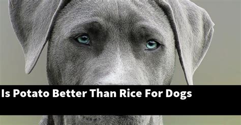 Is sweet potato better than rice for dogs?
